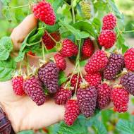 Саженец ежевико-малина Букингем Тайбери в контейнере